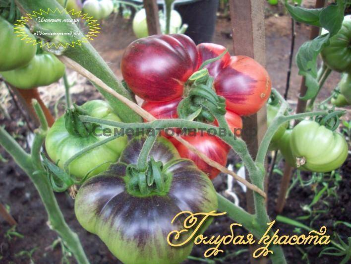 Семена томат голубая лагуна, 0,1г, гавриш, семена от автора