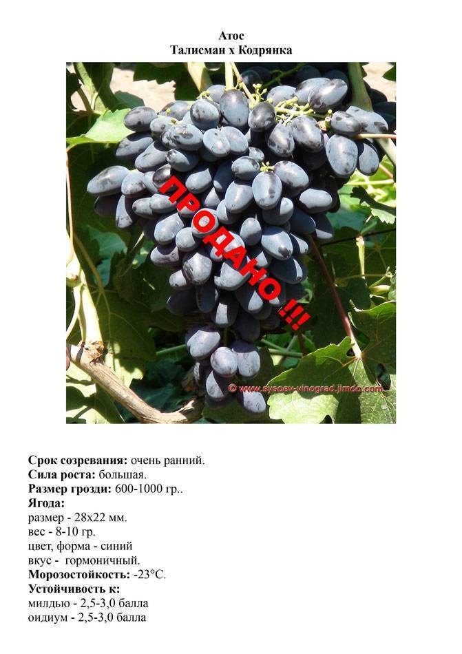 Описание, отзывы и технология выращивания сорта винограда атос