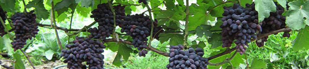 Сорт винограда атос: фото, отзывы, описание, характеристики.
