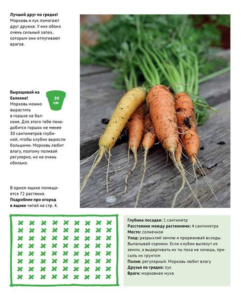 Посев моркови под зиму - преимущества и недостатки, лучшие сорта, сроки посева
