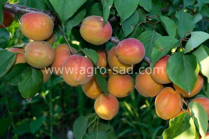 Слива абрикосовая: описание сорта, фото, отзывы