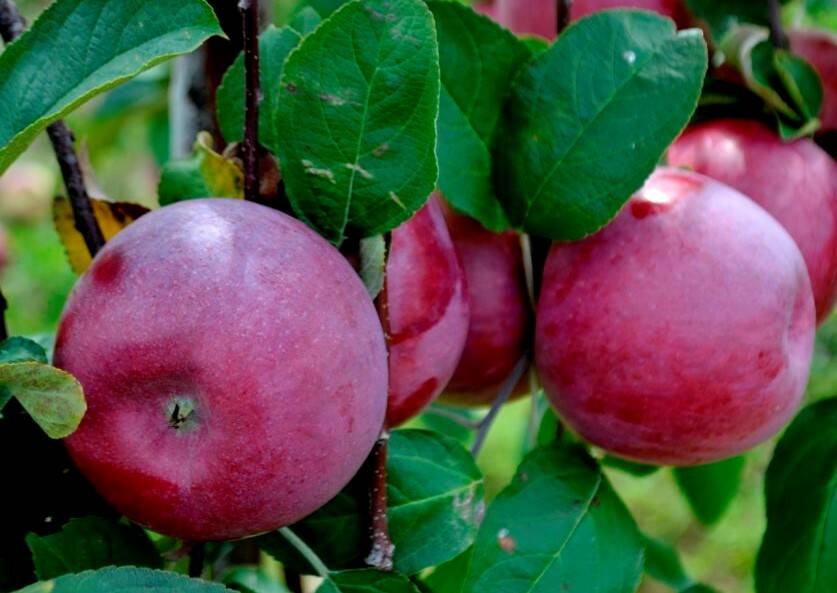 Яблоня спартан: характеристика и описание сорта, выращивание и уход