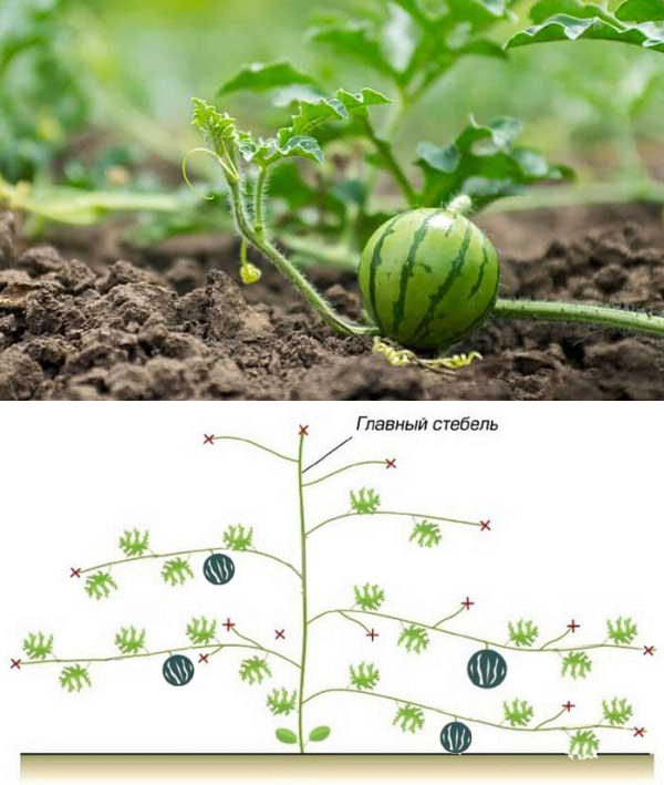 Обрезка арбузов в открытом грунте схема