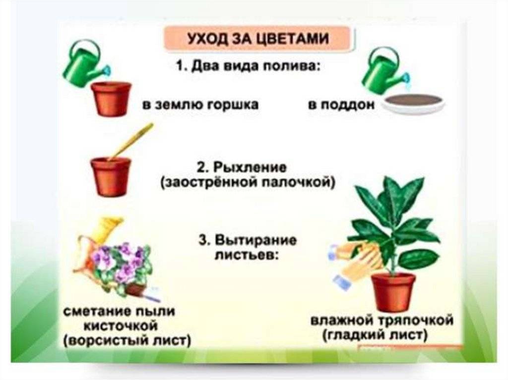 Презентация для дошкольников комнатные растения и уход за ними