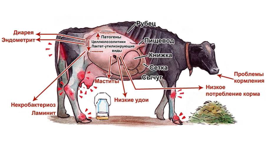 Болезни крс (крупного рогатого скота) и их лечение: инфекционные, вирусные и т.д.