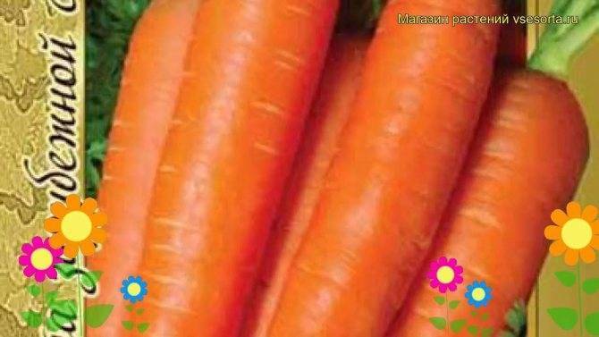 Характеристика моркови сорта абако f1
