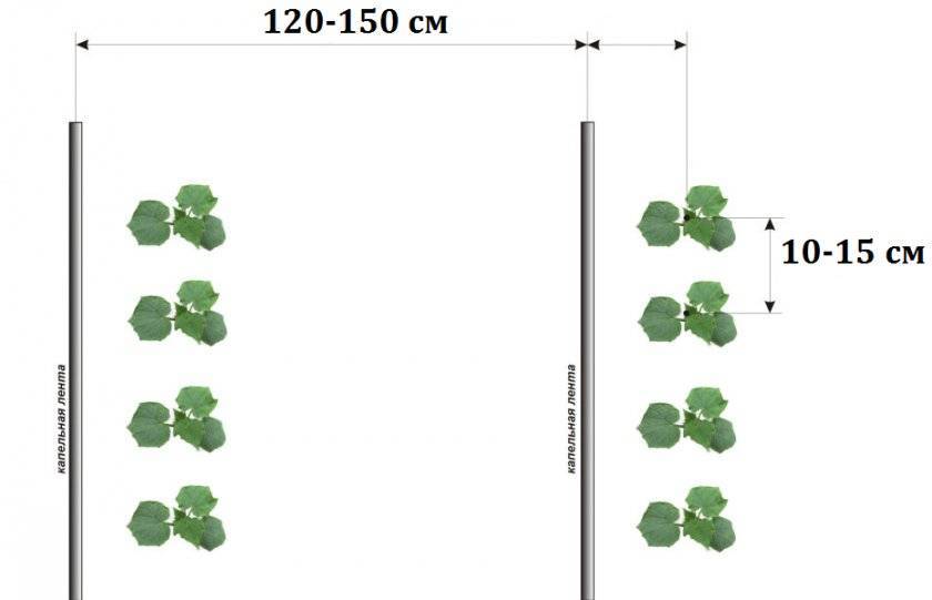 Расстояние при посадке овощных культур