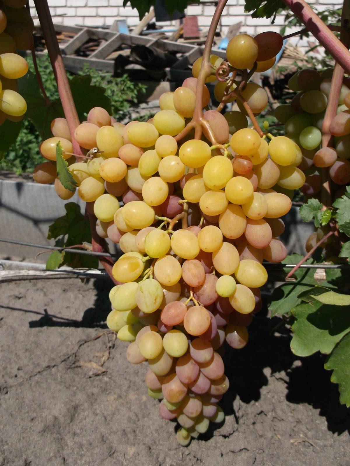 Сорт винограда румба: что нужно знать о нем, описание сорта, отзывы