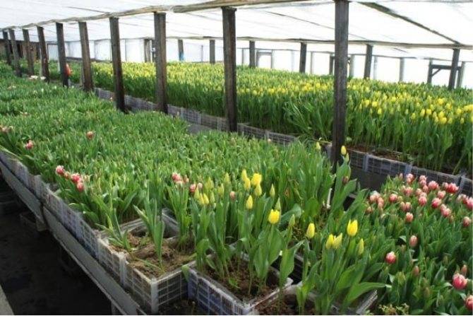 Выращивание тюльпанов в теплице проект. как заработать на выращивании тюльпанов? правильный уход за цветами