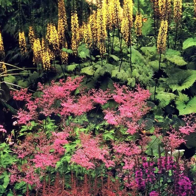 Неприхотливые тенелюбивые растения для сада многолетние: фото и название
