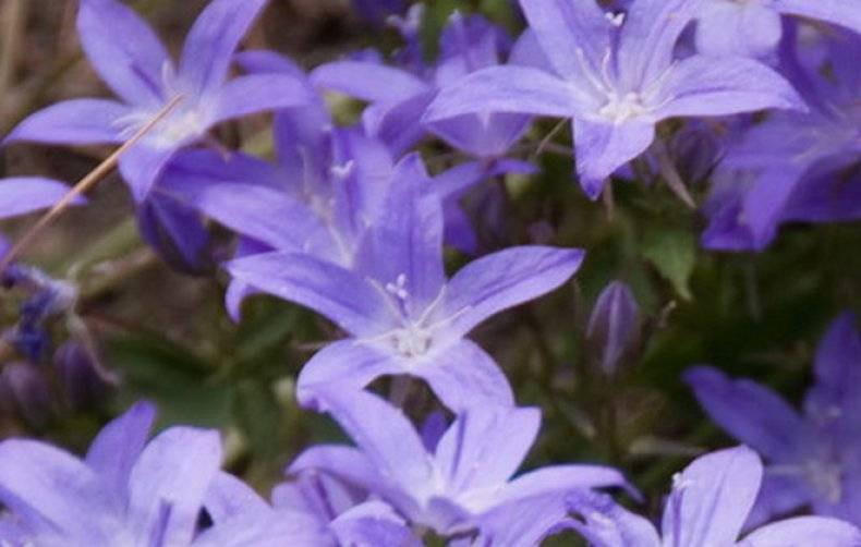 Колокольчик пожарского посадка. Кампанула Пожарского. Campanula cochleariifolia. Кампанула Пожарского Аданса Пинк. Колокольчик Посхарского.