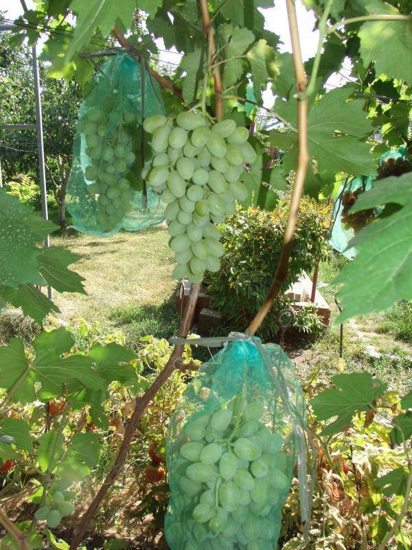 Виноград "ландыш": описание сорта, фото, отзывы