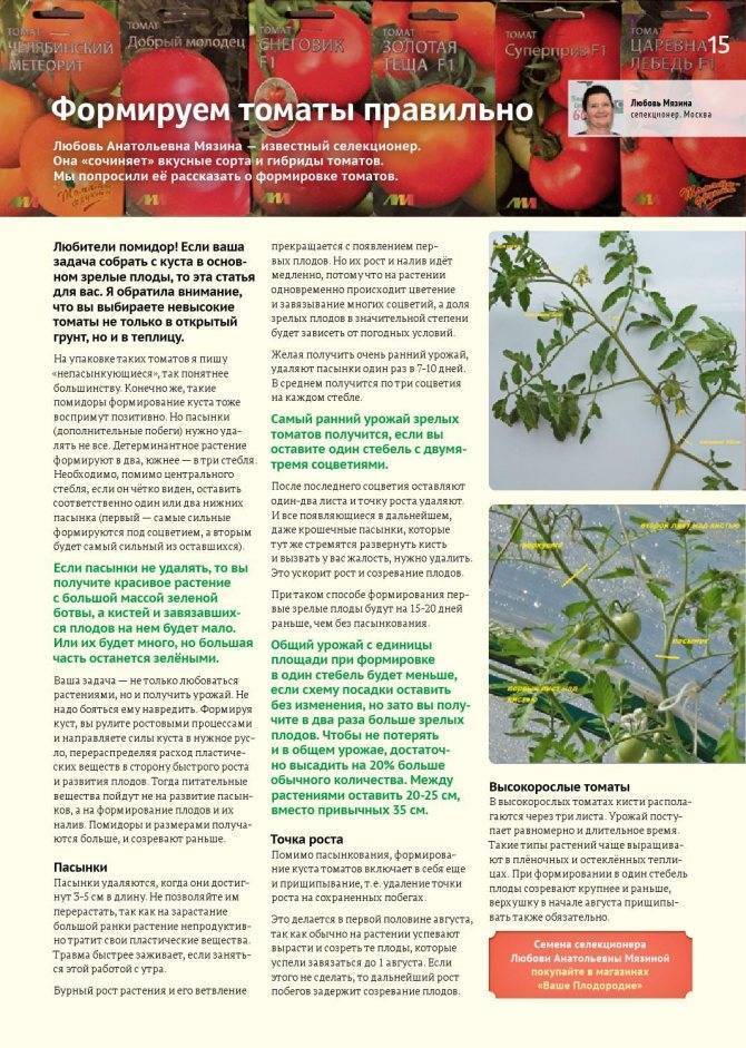 Самые урожайные сорта томатов для теплицы и их особенности
