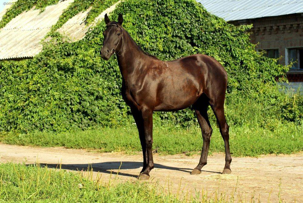 Русские породы лошадей от древних до современных, описание самых красивых коней