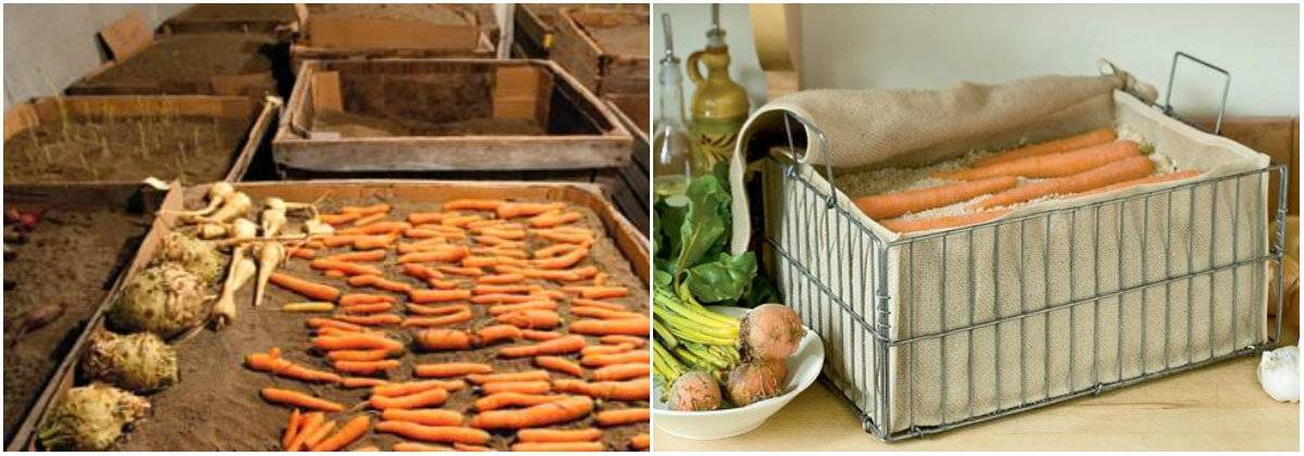 Сохранение моркови в домашних условиях
