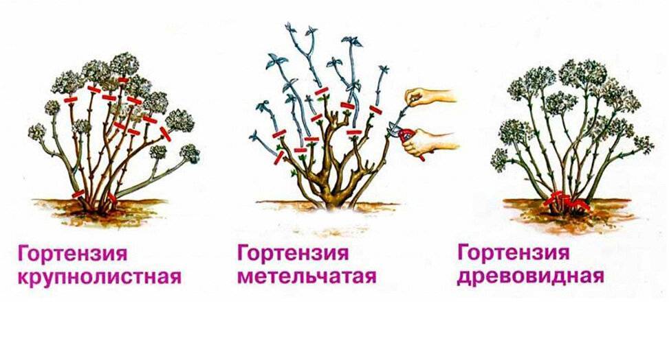 Как правильно ухаживать за метельчатой гортензией бобо? выращивание и подготовка к зиме