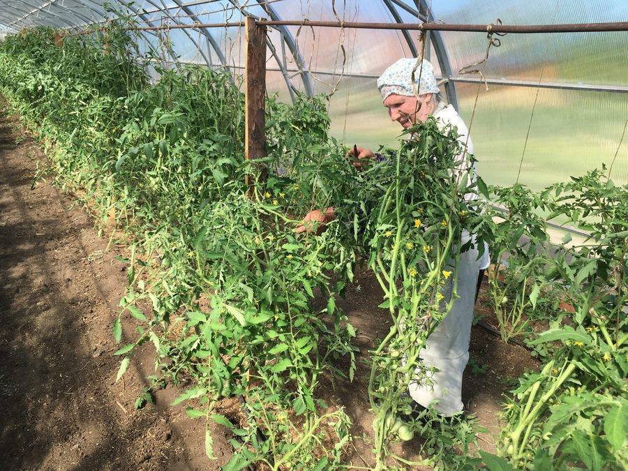 Как и когда высаживать рассаду помидоров в теплицу: правила, сроки