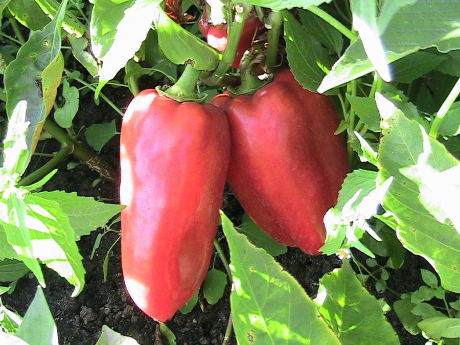 Выращиваем перец толстый барон: описание, правила выращивания