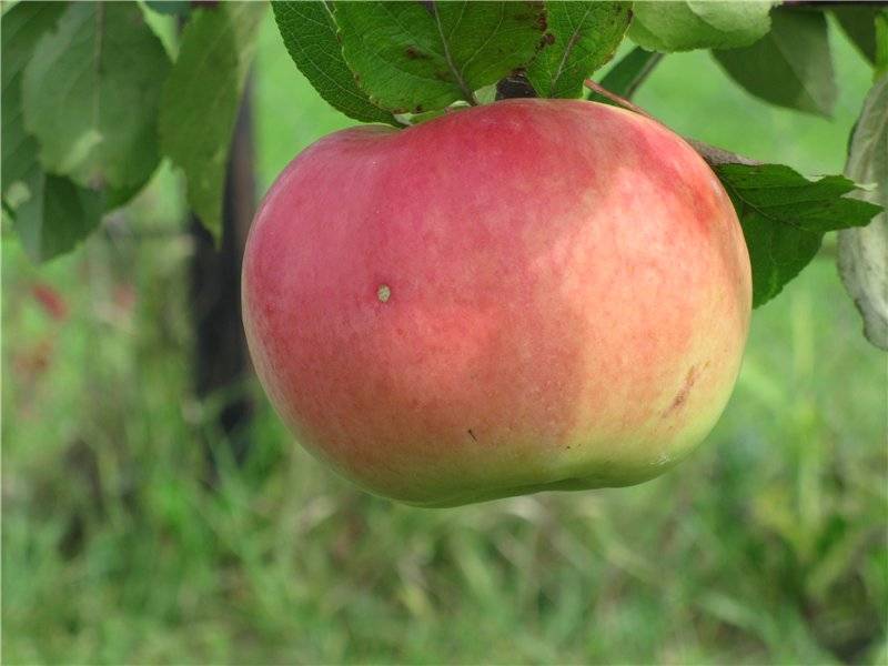 Яблоня мичуринская бессемянка описание сорта