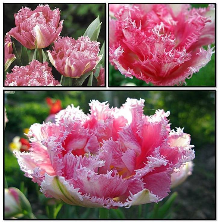 Махровые тюльпаны ?: сорта с фото и названиями, поздние, ранние | qlumba.com