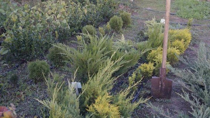 Кипарисовик: как ухаживать за таким растением, посадка и уход в открытом грунте