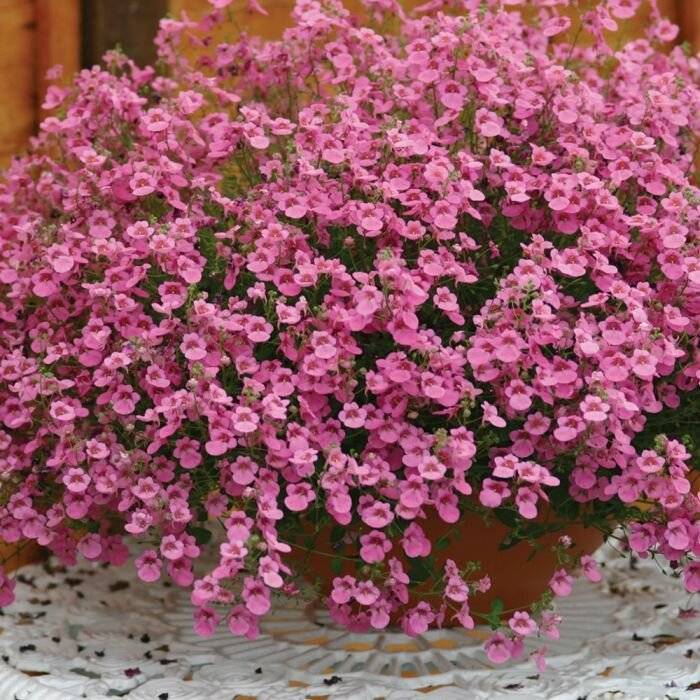 Диасция Diascia Darla Rose