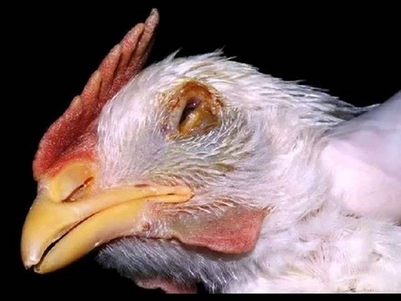 Опасный признак серьезного заболевания у домашних птиц - куры хрипят, чем лечить