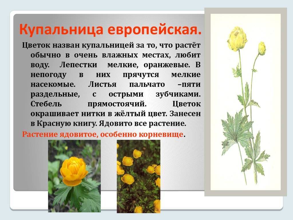 ᐉ купальница алтайская - полезные свойства, описание - roza-zanoza.ru