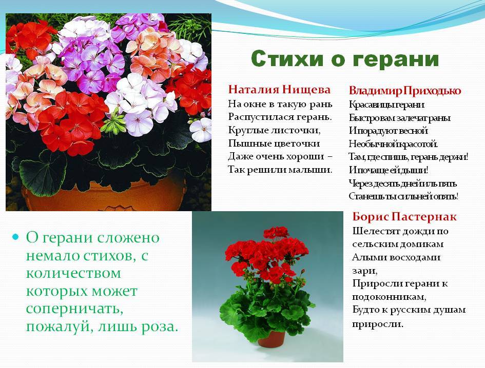 Уход за геранью в домашних условиях для начинающих