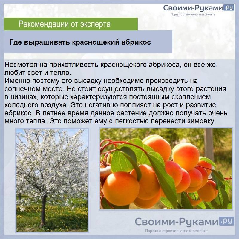 Абрикос краснощёкий: описание сорта и нюансы ухода