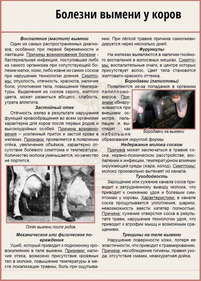 Бронхопневмония телят: симптомы, диагностика и лечение