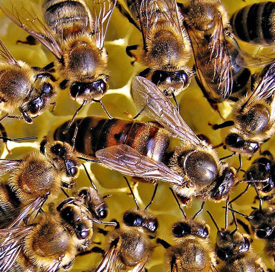 Как выглядит матка у пчел фото и описание