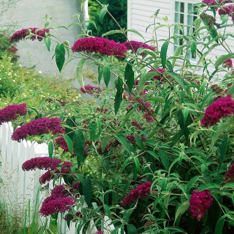 Buddleja davidii royal red
