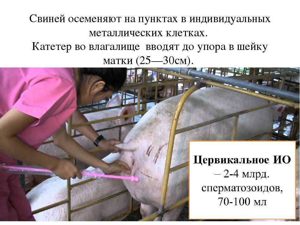 Техника размножения свиней | cельхозпортал