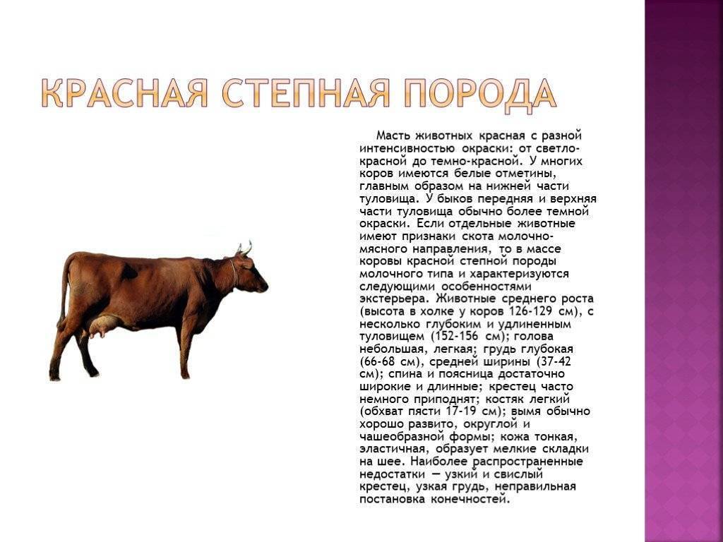 Породы коров с фотографиями и названиями: виды, описания, отзывы