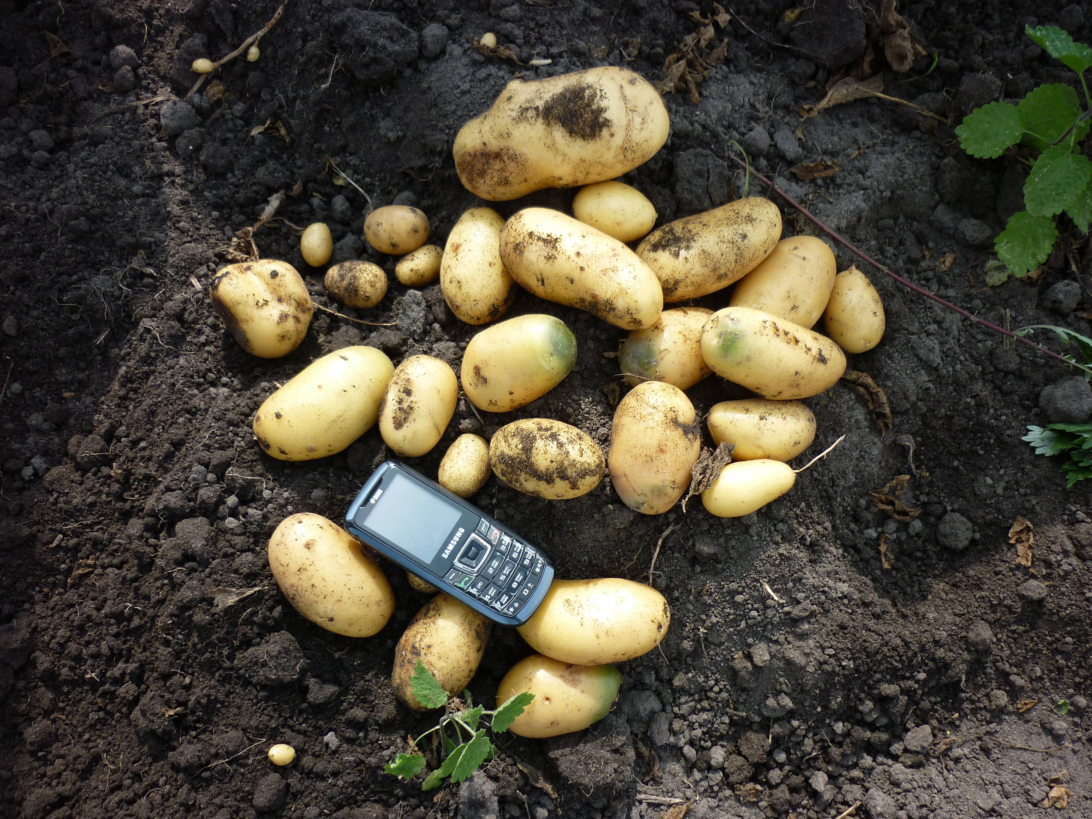 Сорт картофеля «королева анна»: особенности, посадка и уход: характеристики, свойства, методы