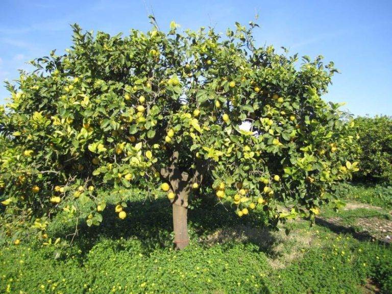 Лимонное дерево: уход в домашних условиях, болезни, обрезка, фото
