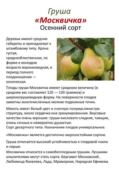 Лучшие сорта груши: самые урожайные и вкусные