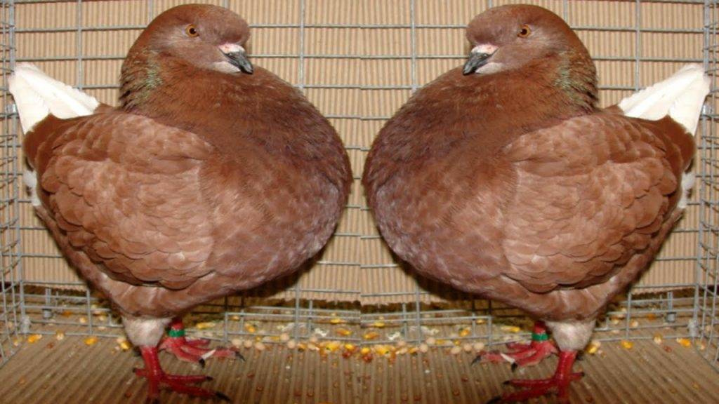 Мясные голуби: породы, сколько весят, разведение и содержание