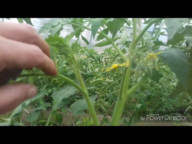 Формирование куста помидоров в теплице: для чего, и как правильно формировать?
