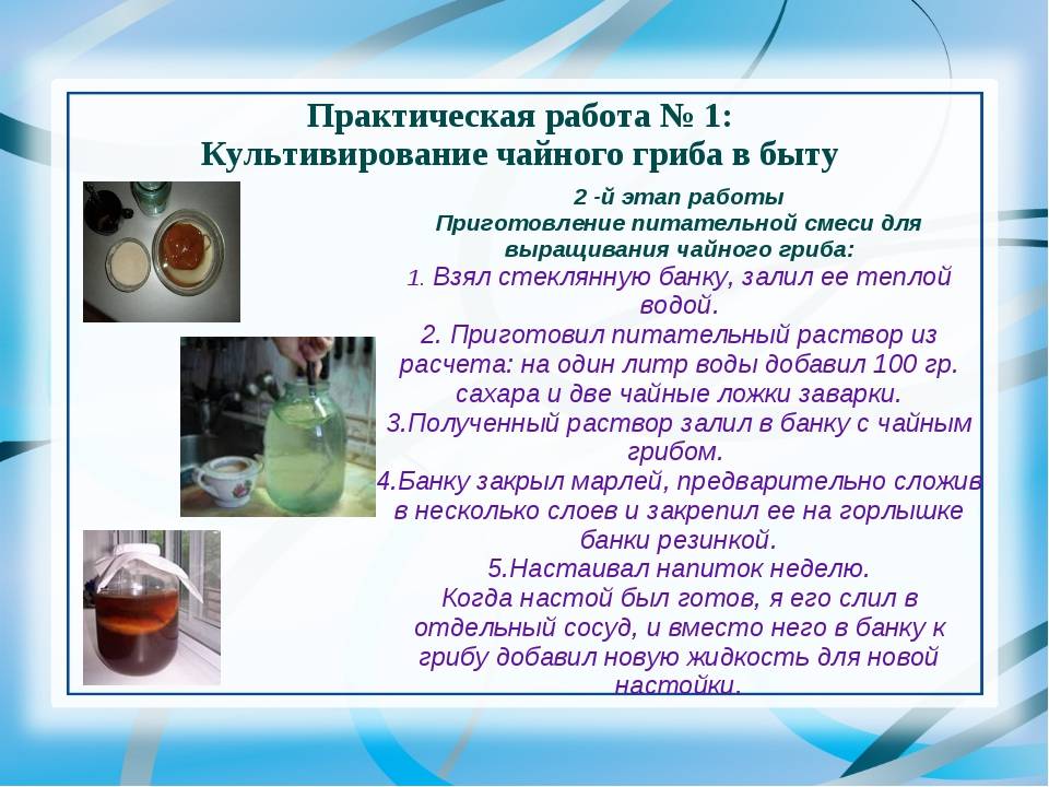 Как вырастить чайный гриб в домашних условиях: лучшие способы и советы начинающим (105 фото)