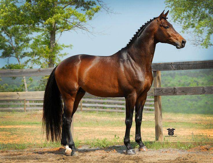 Тракененская порода лошадей: история происхождения, экстерьер, применение
