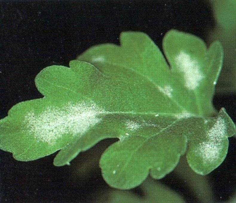 Как выглядит лист хризантемы фото
