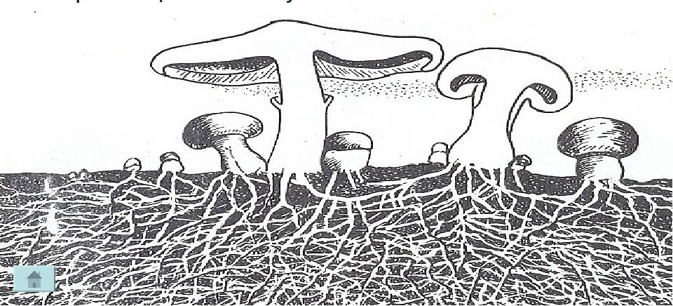 У некоторых грибов нити грибницы представляют собой. Грибница мицелий это 5 класс. Мицелий грибов 5 класс биология. Грибница грибов. Что такое мицелий у грибов 5 класс.