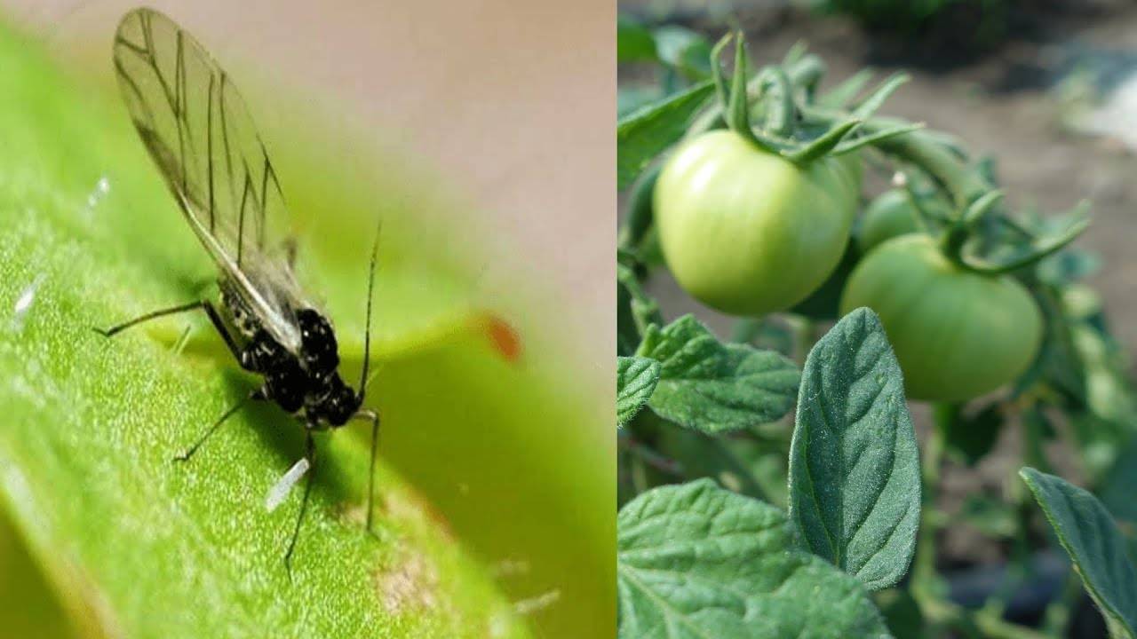 Тля на томатах: признаки поражения и способы борьбы с вредителями. чем обработать помидоры от тли в открытом грунте и домашних условиях