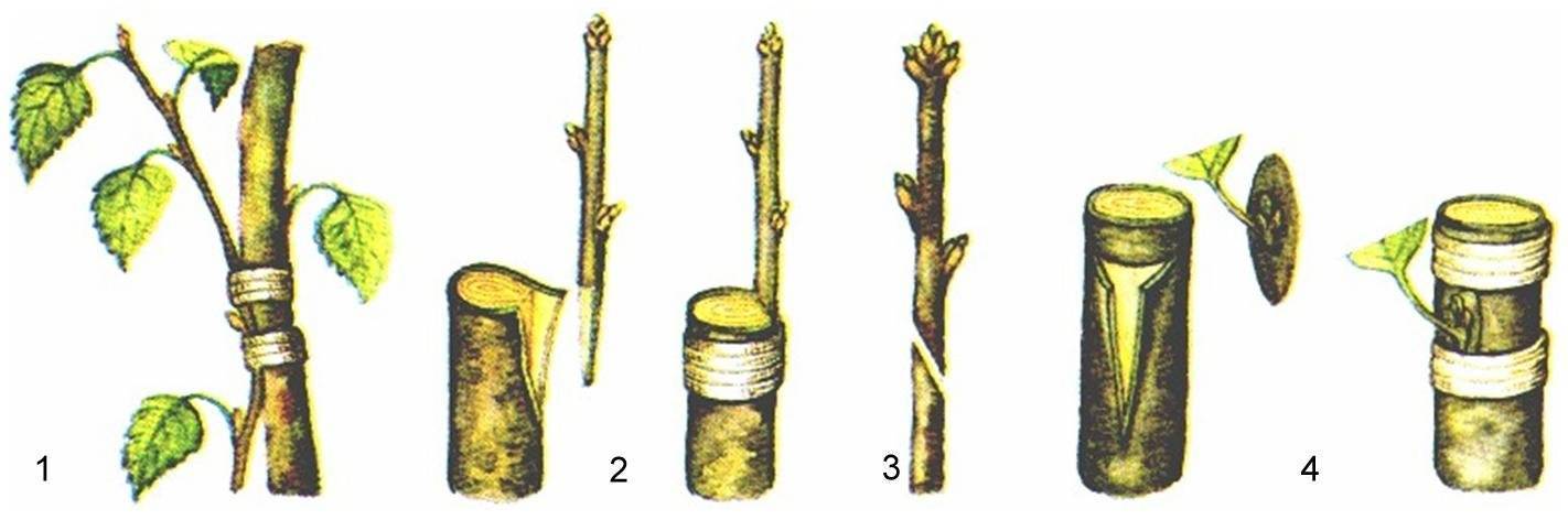 Штамбовый крыжовник – подбор сорта и выращивание