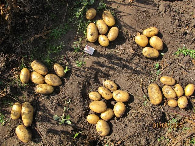 Картофель яна: описание сорта, фото, отзывы, урожайность, выращивание, уход