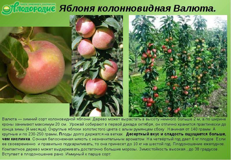 Яблоня колоновидная - выращивание и уход - полезные свойства | дикий дачник