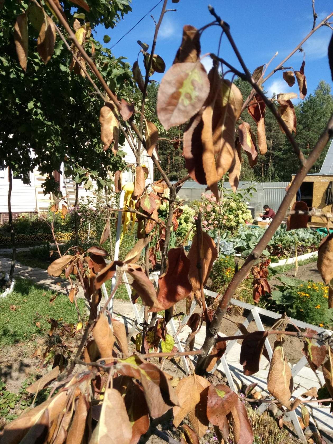 Листья на яблоне коричневеют и засыхают - что делать