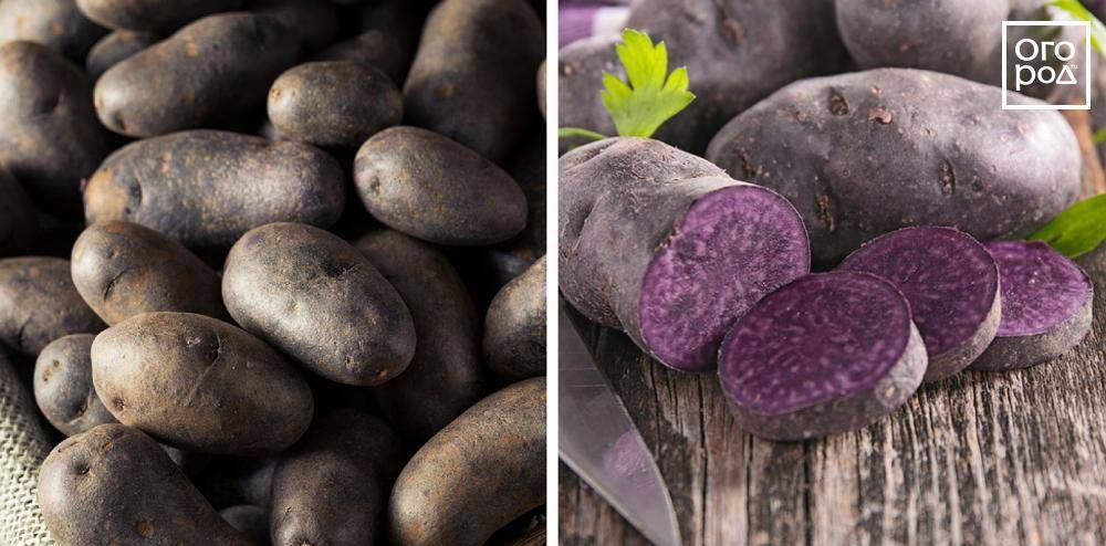 Фиолетовый картофель: фото, полезные свойства, особенности, выращивания